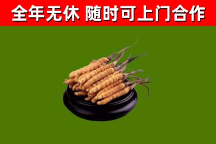 卫辉市回收冬虫夏草