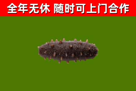 卫辉市回收海参干